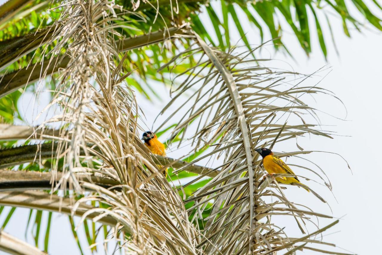 Tamba Kuruba Eco-Lodge Folonko Buitenkant foto