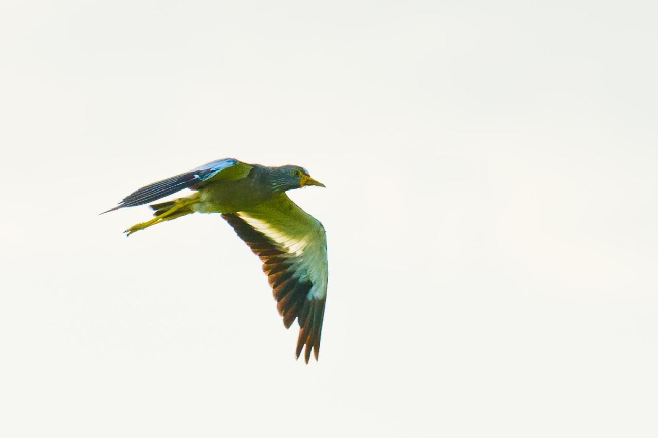 Tamba Kuruba Eco-Lodge Folonko Buitenkant foto