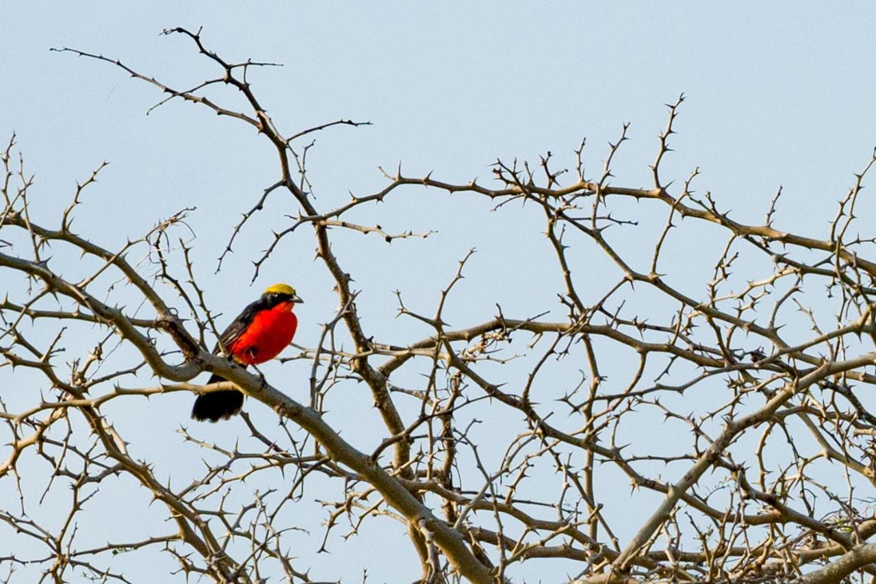 Tamba Kuruba Eco-Lodge Folonko Buitenkant foto