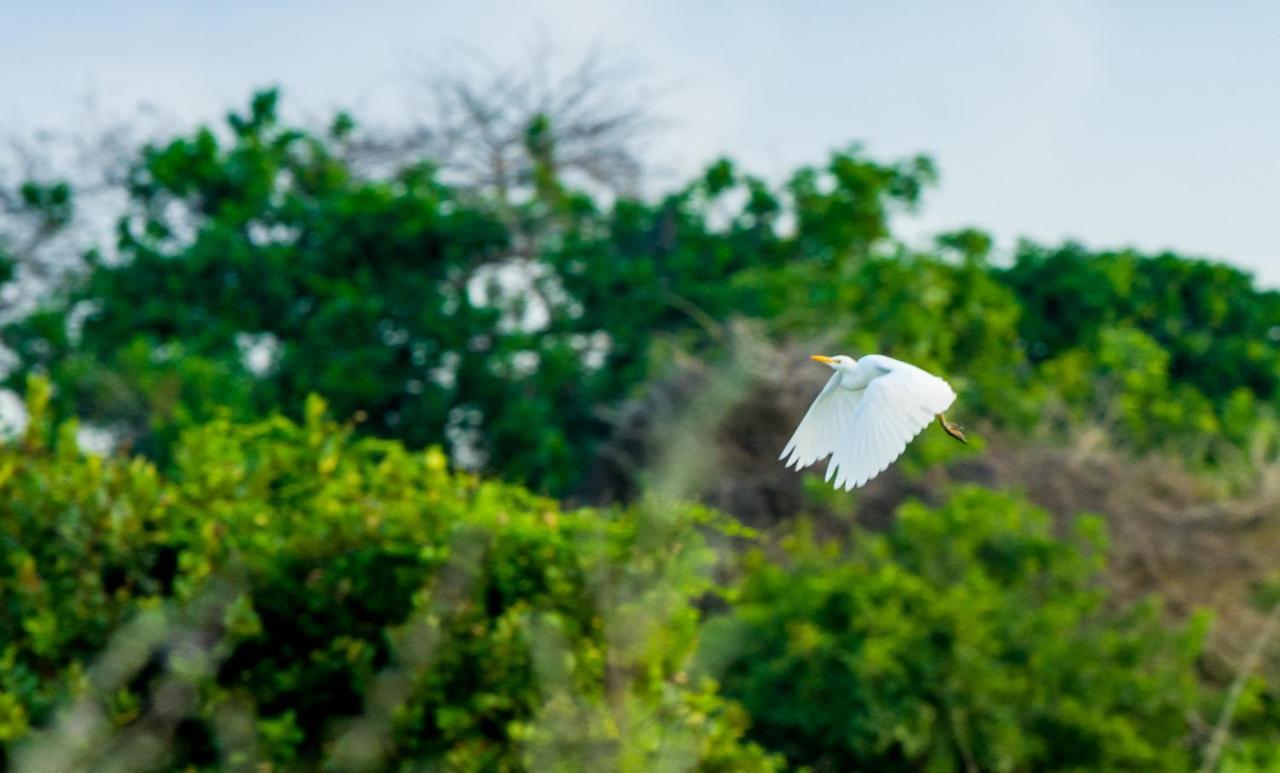 Tamba Kuruba Eco-Lodge Folonko Buitenkant foto