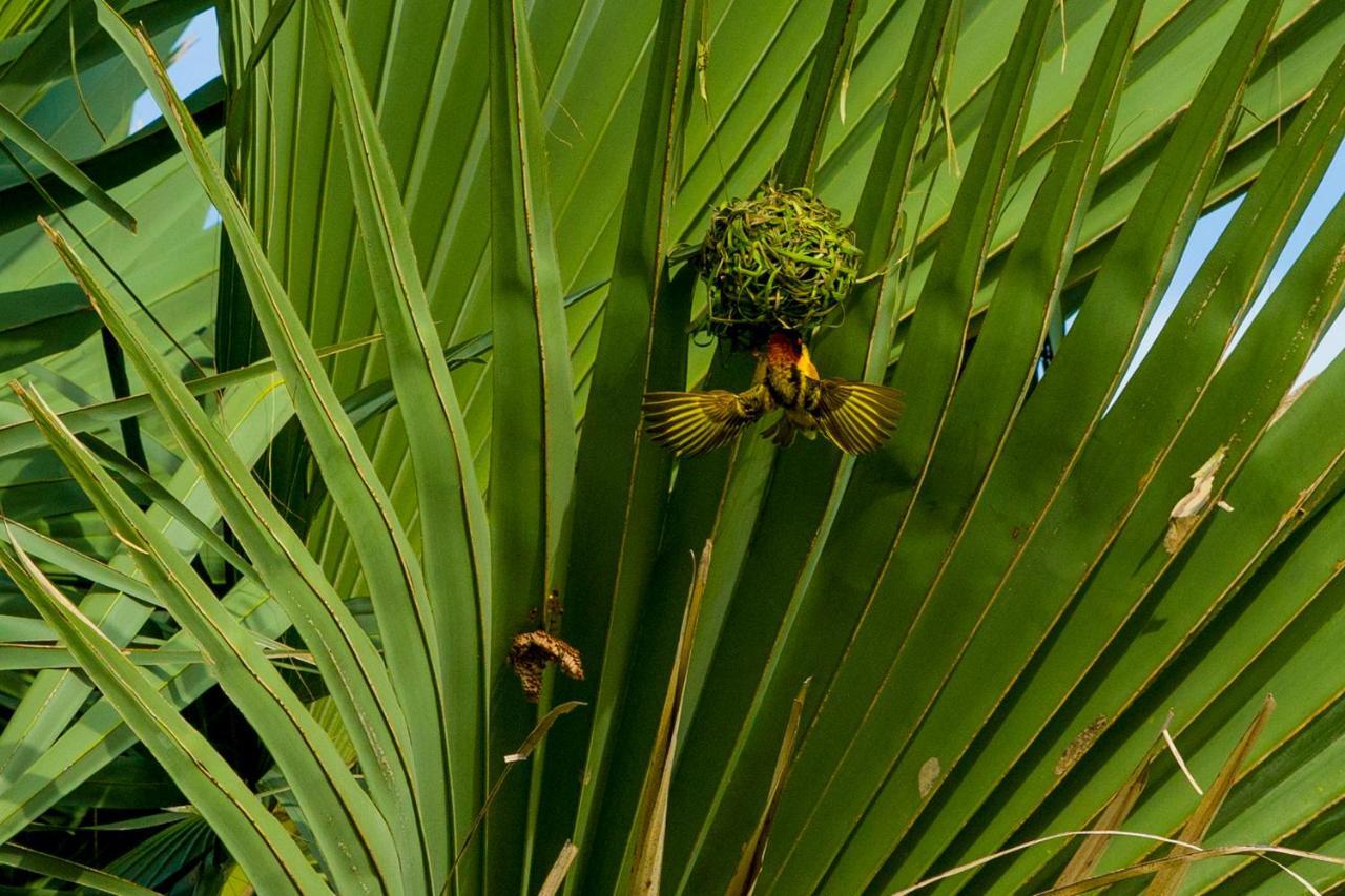 Tamba Kuruba Eco-Lodge Folonko Buitenkant foto