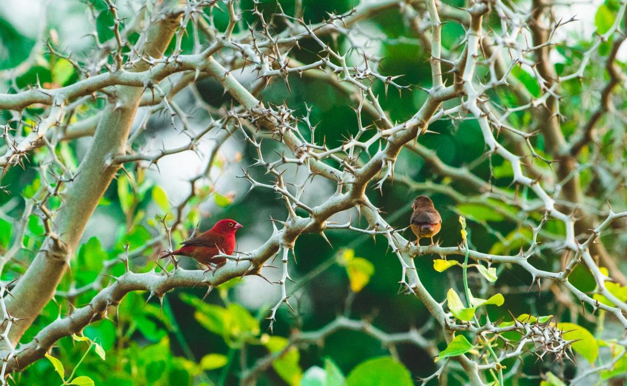 Tamba Kuruba Eco-Lodge Folonko Buitenkant foto